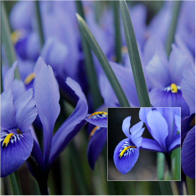dwarf iris